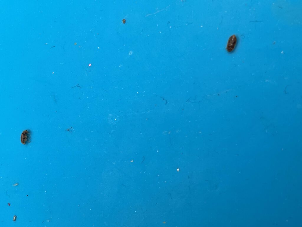 Bugs